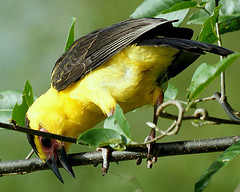 Gymnomystax mexicanus