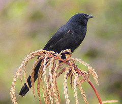 Macroagelaius subalaris