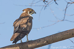 Macheiramphus alcinus