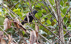 Macroagelaius imthurni