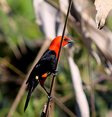 Amblyramphus holosericeus