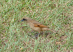 Agelaioides fringillarius