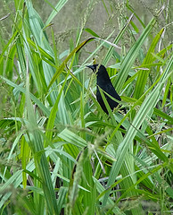 Agelasticus xanthophthalmus