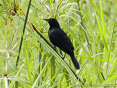 Agelasticus cyanopus