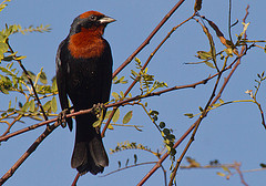 Chrysomus ruficapillus