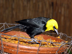 Chrysomus icterocephalus