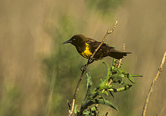 Pseudoleistes virescens