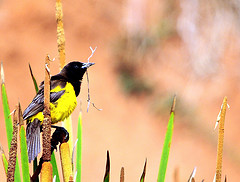 Pseudoleistes guirahuro