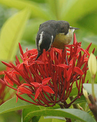 Coereba flaveola