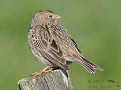 Emberiza calandra
