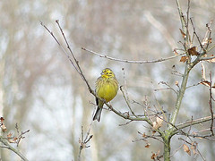 Emberiza citrinella