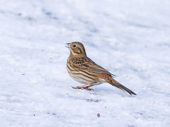 Emberiza leucocephalos