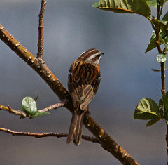 Emberiza cioides