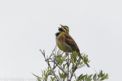 Emberiza cirlus