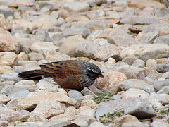 Emberiza striolata