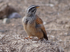 Emberiza sahari