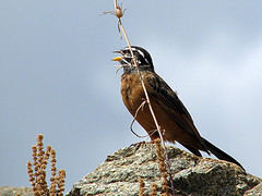 Emberiza tahapisi