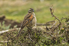 Emberiza capensis