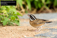 Emberiza tristrami