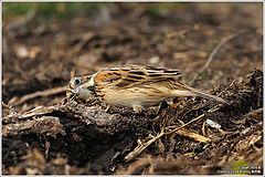 Emberiza fucata