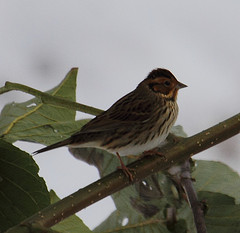 Emberiza pusilla