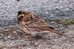 Emberiza rustica