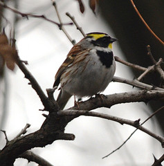 Emberiza elegans