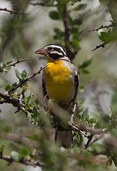 Emberiza poliopleura