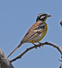 Emberiza flaviventris
