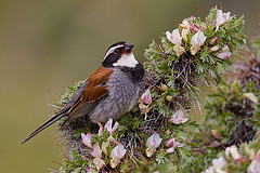 Emberiza koslowi