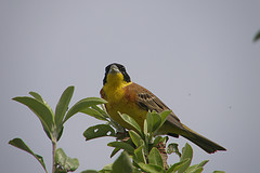 Emberiza melanocephala
