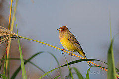 Emberiza bruniceps