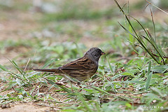 Emberiza spodocephala