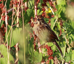 Emberiza schoeniclus
