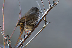 Passerella schistacea