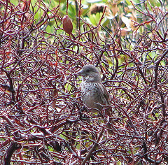 Passerella megarhyncha