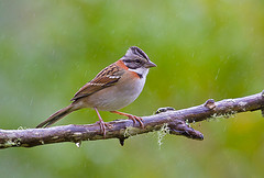 Zonotrichia capensis