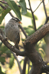 Zonotrichia leucophrys