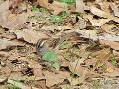 Zonotrichia albicollis