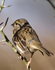 Zonotrichia atricapilla