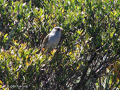 Junco vulcani