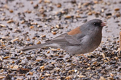 Junco hyemalis