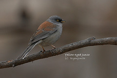 Junco phaeonotus