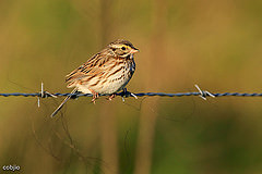 Passerculus sandwichensis