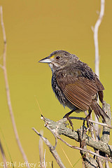 Ammodramus maritimus