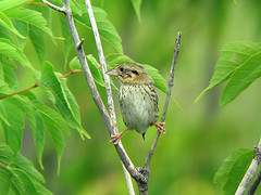 Ammodramus henslowii