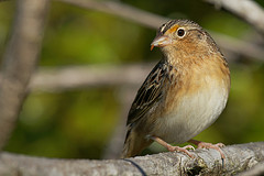 Ammodramus savannarum