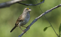 Ammodramus humeralis