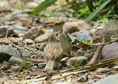 Ammodramus aurifrons