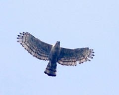 Nisaetus bartelsi